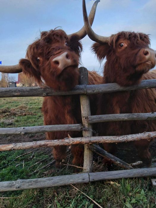 sprzedam bydło szkockie, Highland cattle
