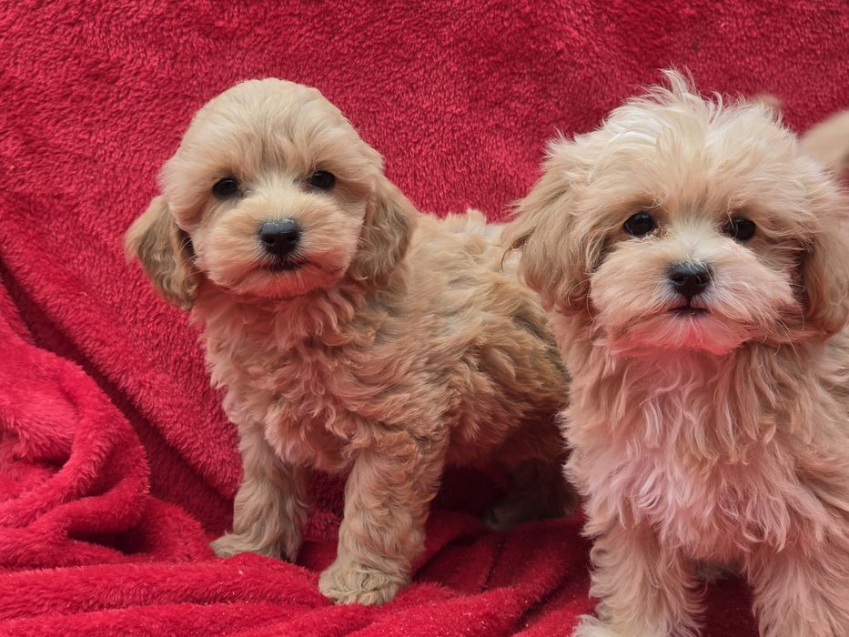 Maltipoo  z metryką