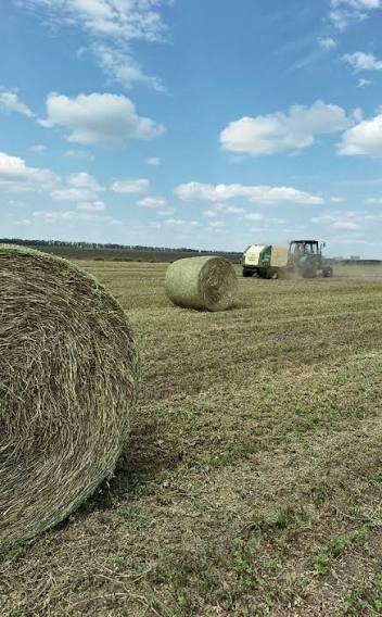 Продам сіно люцерні чиста люцерня в круглих тюках