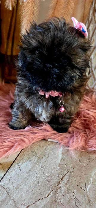 Shih Tzu  ARIA Gen Blue
