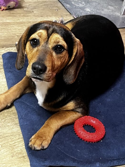 Oddam pieska potomka beagla :)