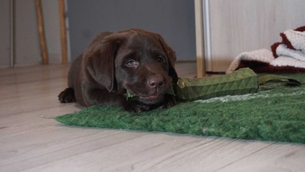 Labrador Retriever - (FCI)