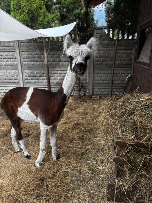 Sympatyczny samiec alpaki mini zoo spacery