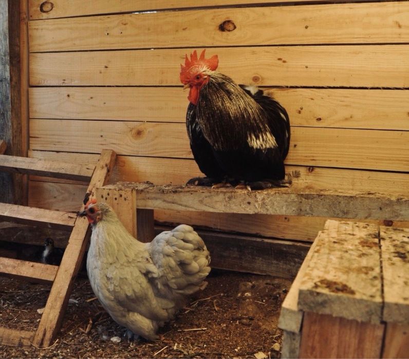 Ovos férteis e pintos de raça