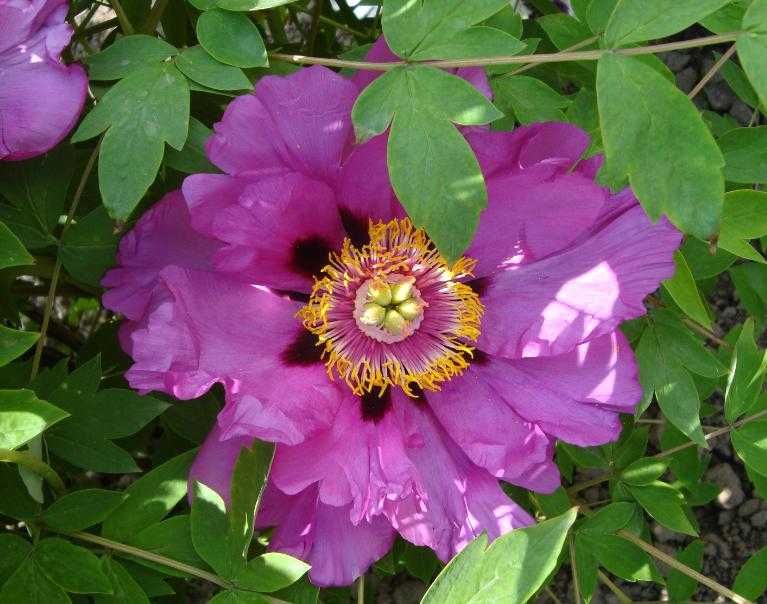 Пион древовидный. Саженцы древовидной пионии. Піон деревовидний.