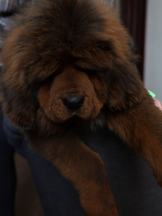 Мальчик Тибетский мастиф