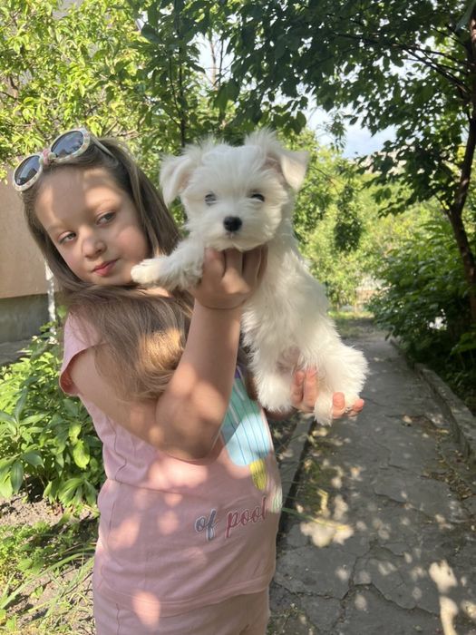 Мальтійська болонка. Мальтезе