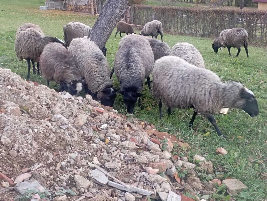 Вівці романівські