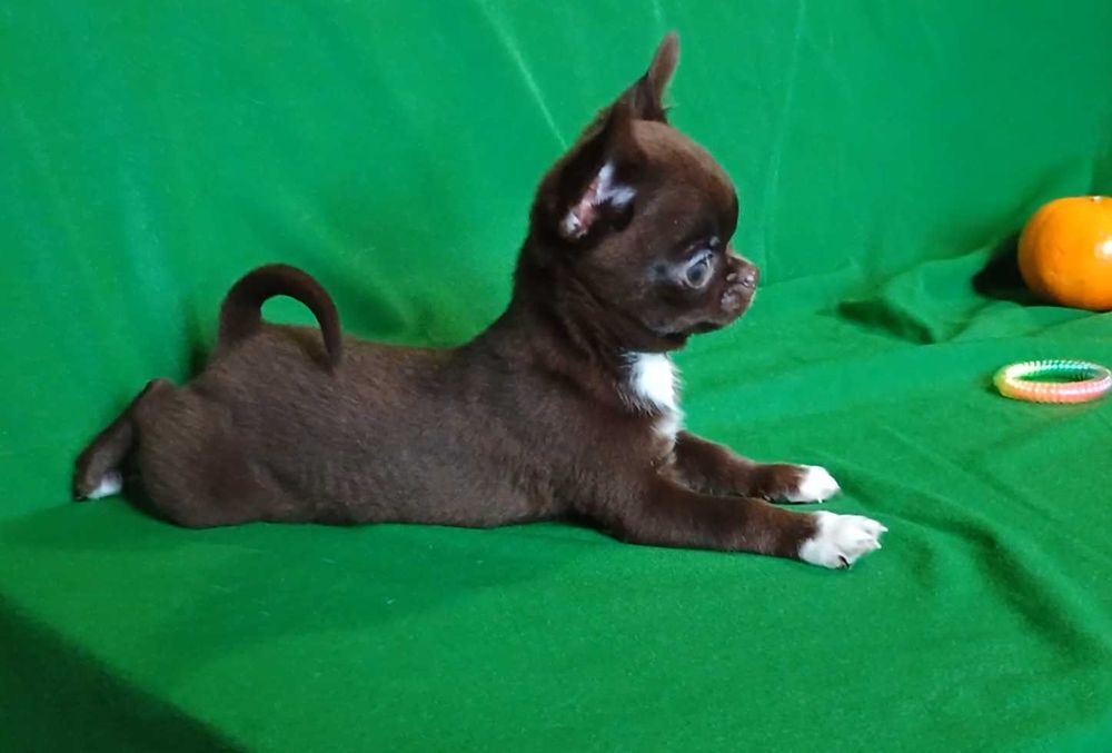 Кобелі чіхуахуа ліловий та шоколад. В'язка