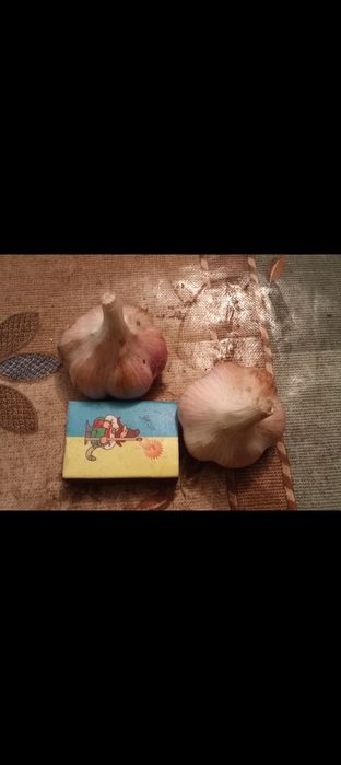 Продам часник сорт любаша