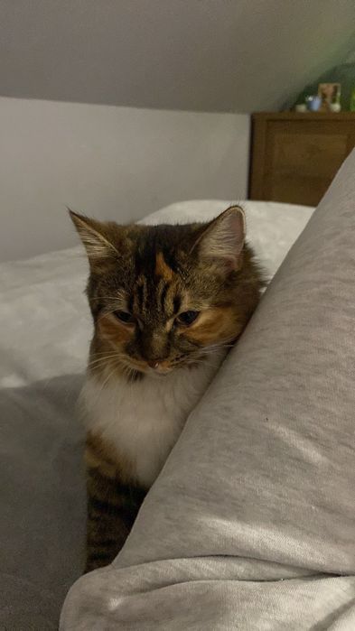 Luna, 3-letnia kotka domowa, szuka nowego domu