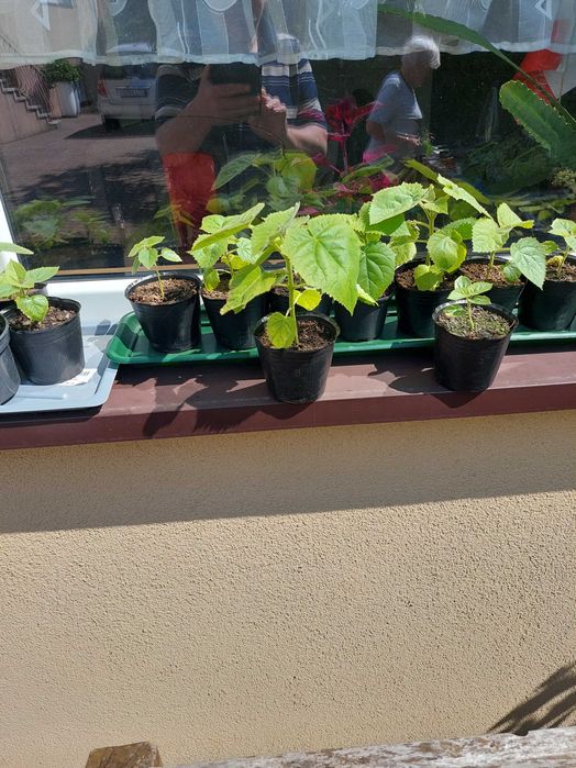 Drzewo tlenowe paulownia