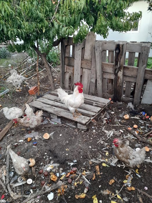 Vendo Galinhas de várias cores