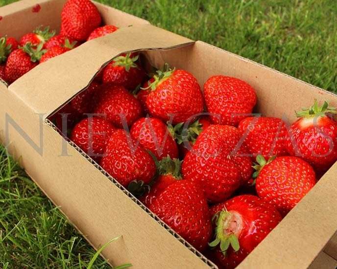 SADZONKI TRUSKAWEK ZIELONE – Silne, Zdrowe od Niewczas Szkółka