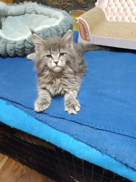 Piękna niebieska kotka Maine coon