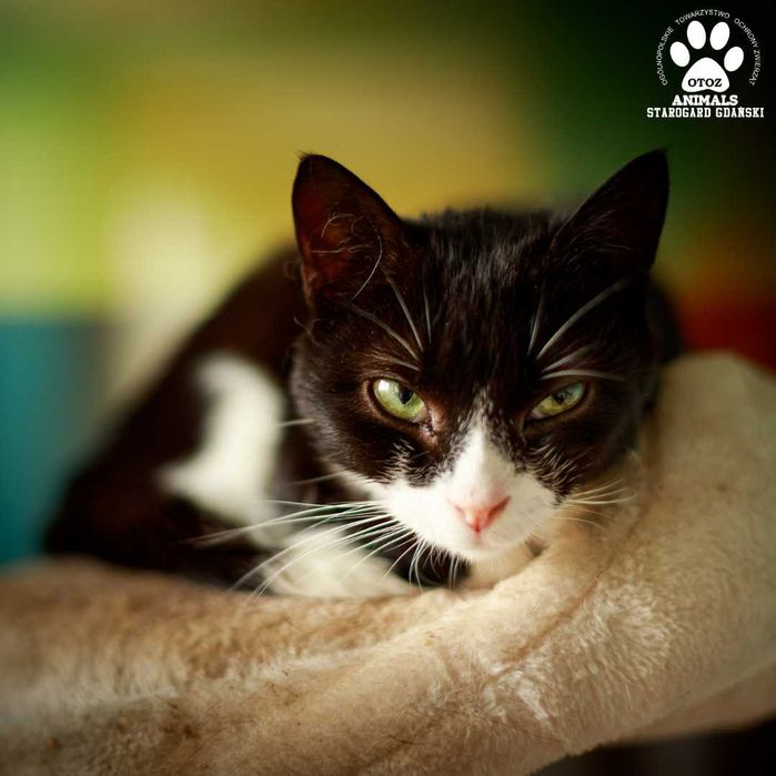 Słodki Lucyfer do adopcji!