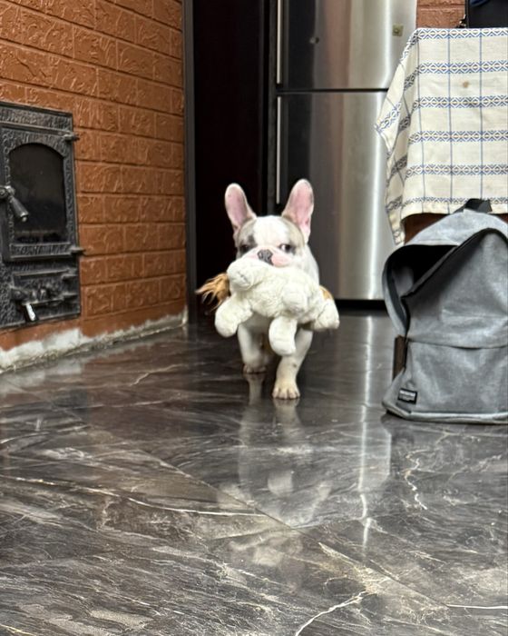 Французький бульдог шукає родину