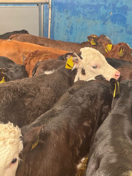Sprzedam cielaki mięsne byczki jałówki Cała Polska Krasnystaw