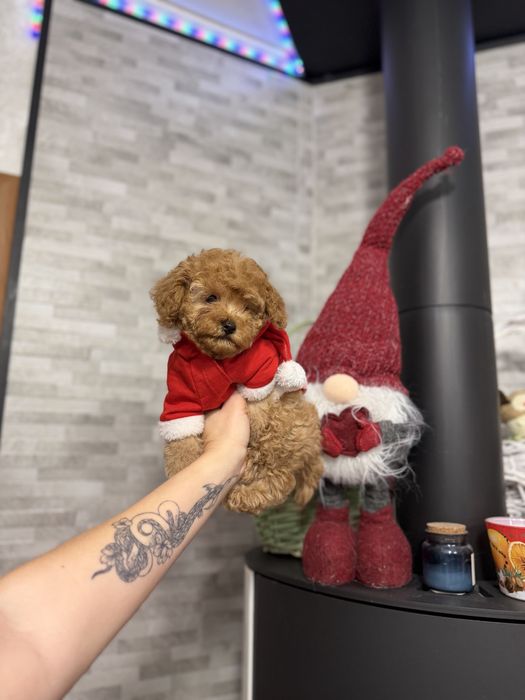 Мальтіпу кукляшні дітки