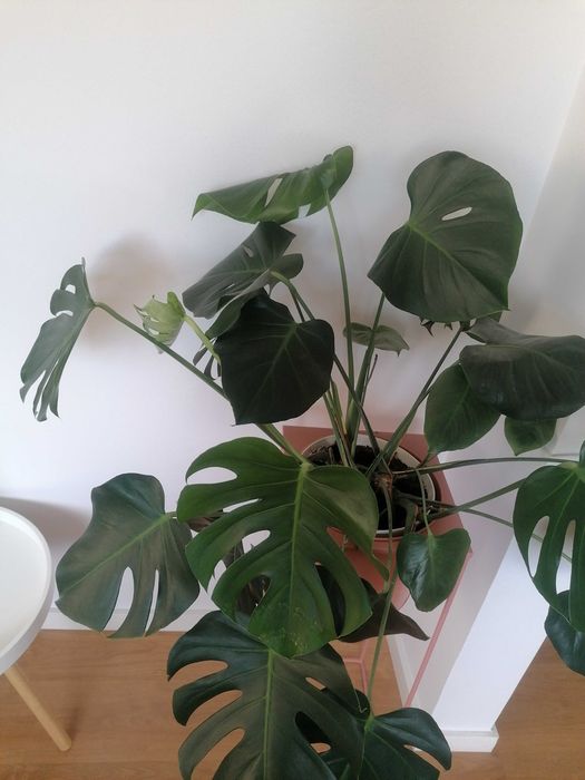 Monstera (Costela de Adão)