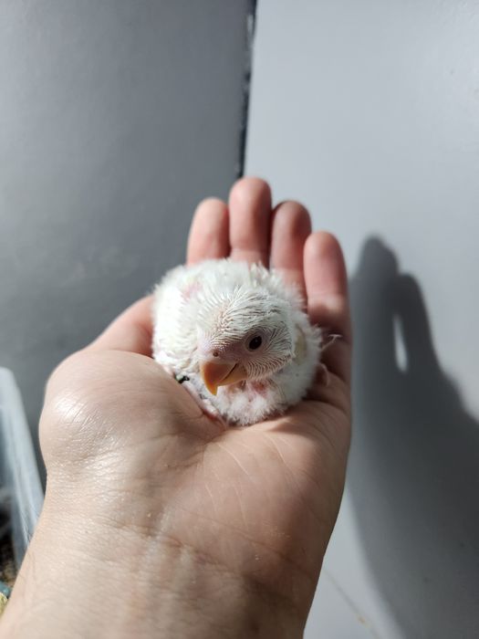 Agapornis Roseicollis 2026