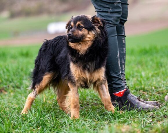 Kochany, miły piesek BAJER szuka domku!