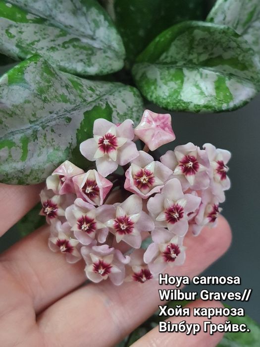 Хойя Вілбур Грейвс/АН-074