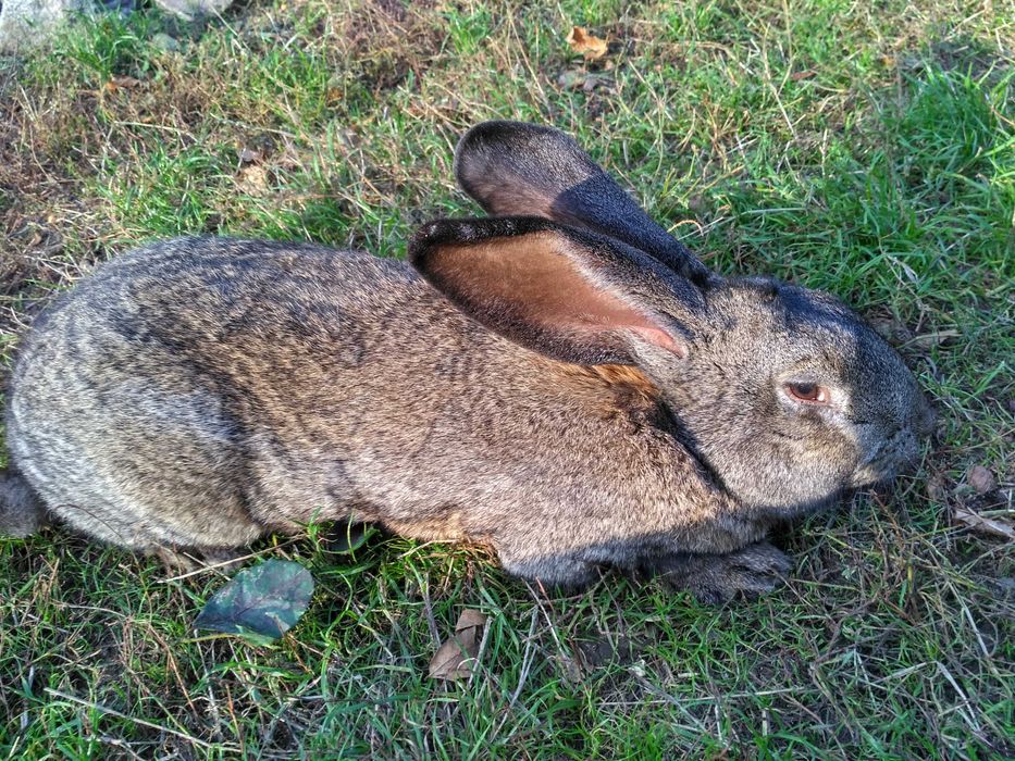 Кролики вакциновані на природному вигодовуванні.