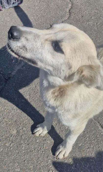 песик 6 місяців  в родину