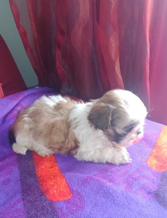 Shih-tzu com LOP