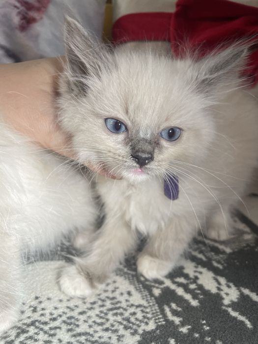 Kot kotka kocurek koteczka Ragdoll Ragdolle