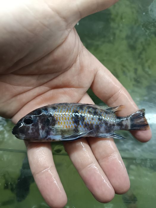 Casais de Labeotropheus Trewavasea Border