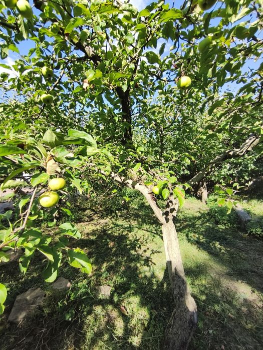 Продам заміський будинок на березі Дніпра 11 сот