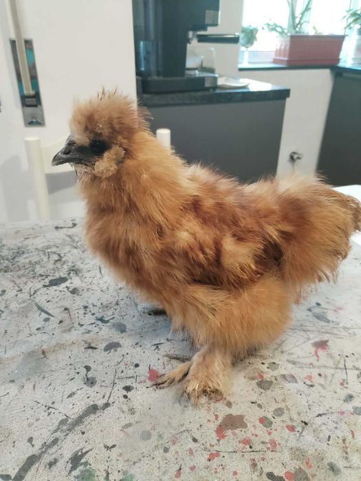 Pinto de sedosa do Japão