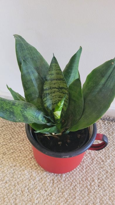 Kwiaty domowe różne