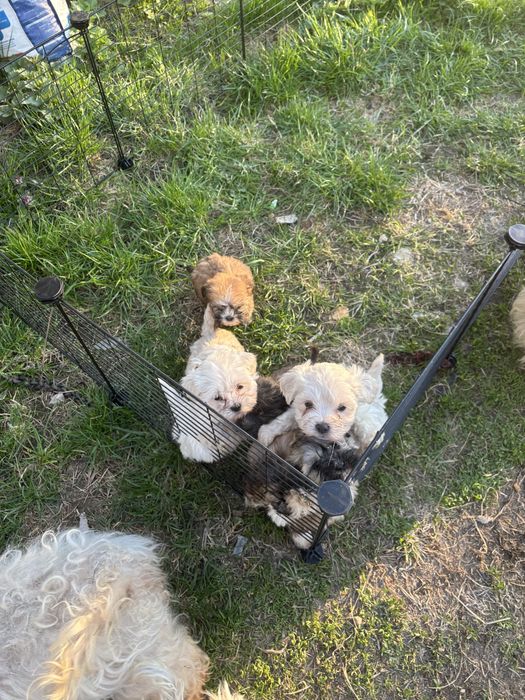 Maltipoo 12 tygodni