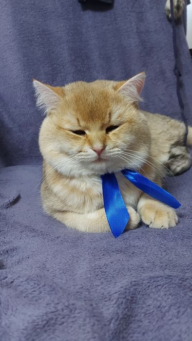 Котик для вязки шеншила золотиста