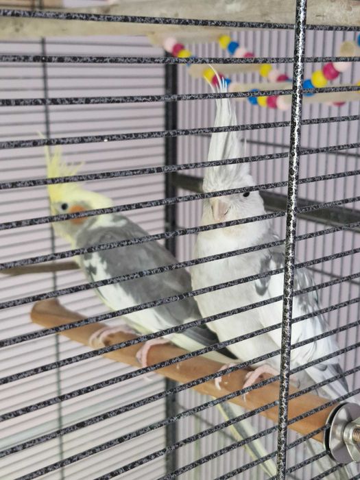 Ptaki nimfy 1.5 roczne