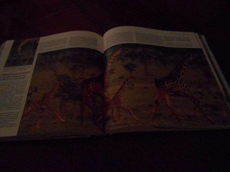 O Mundo Maravilhoso dos Animais Selvagens