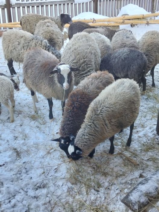 Продам молоді романівські баранчики