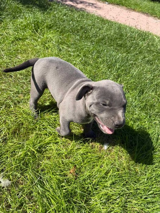 Amstaff American Staffordshire Terrier blue capp