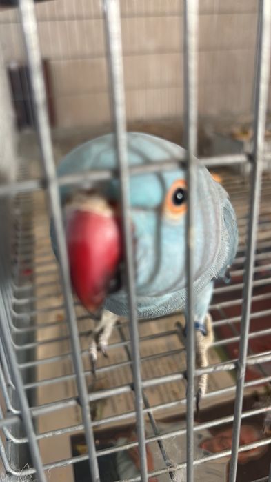 Ringnecks azuis