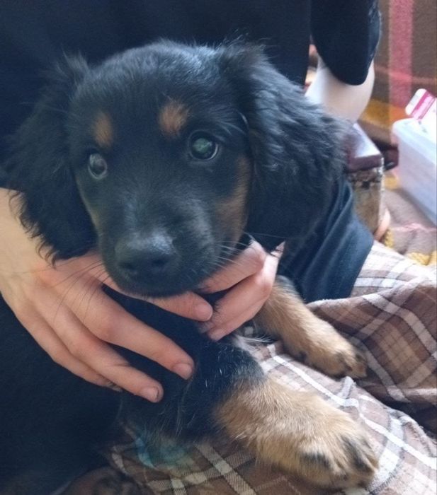 Щеня безкоштовно