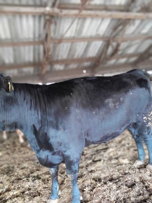 Giełda zwierząt - Rolnictwo