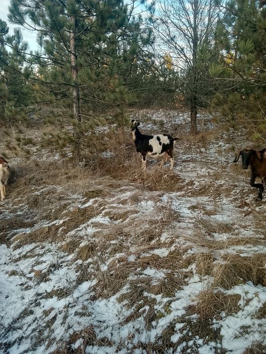 Продам Кіз кітні