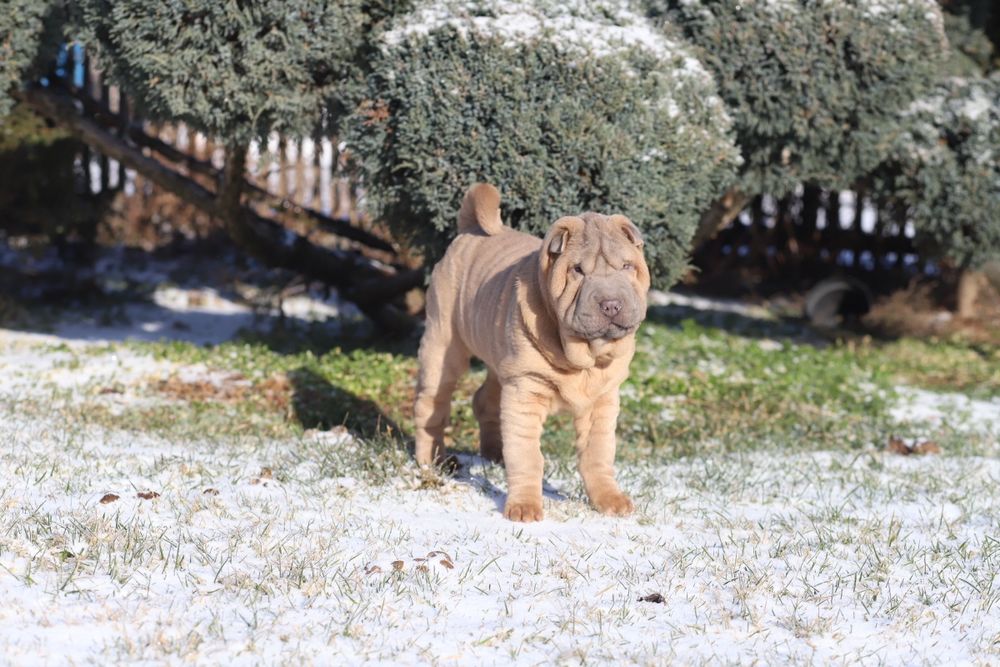 Шикарна дівчинка ізабелка
