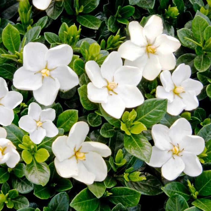 Gardenia mrozoodporna Kleim's Hardy, piękny zapach, unikat!