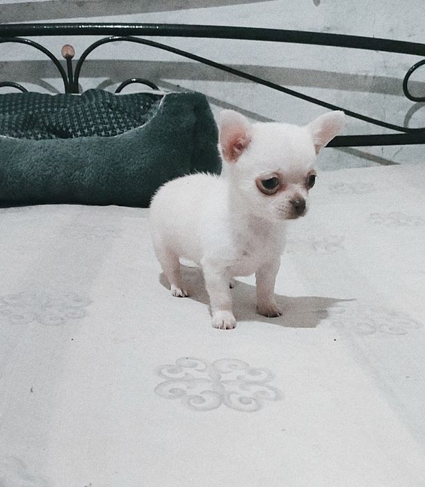 Настоящий мини мальчик, кобби