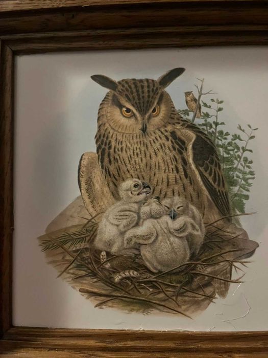 сови в рамках для декора