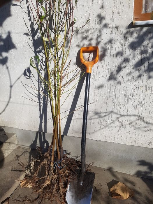 Саджанці персика і абрикоса